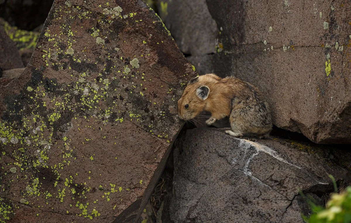 Why I Love the American Pika — Deirdre Denali Photography
